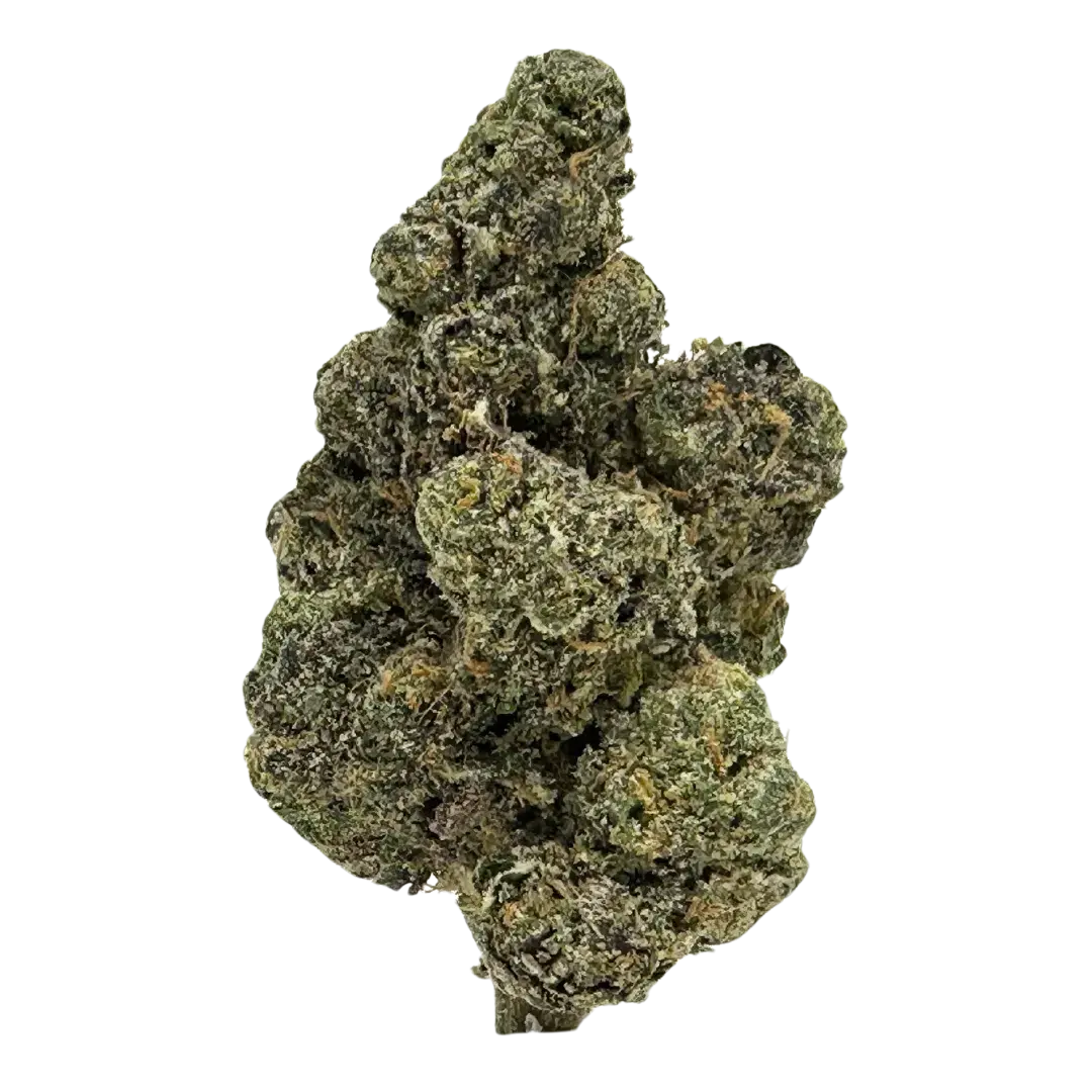 Cherry Paloma strain features citrus, peach, and gas flavors with colorful nugs of purple and green, vibrant orange hairs, and a frosty white coating.