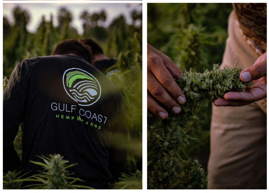 gulf coast hemp farms-hemp-texas hemp farms-theca-marijuan-texas-thc-francisco Rodriguez