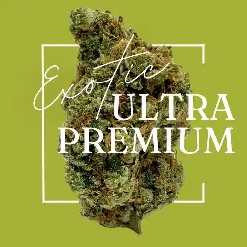 Exotic Ultra Premium THCA Flower, indoor grown in live soil for exceptional quality and potency. Buy THCA Flower.